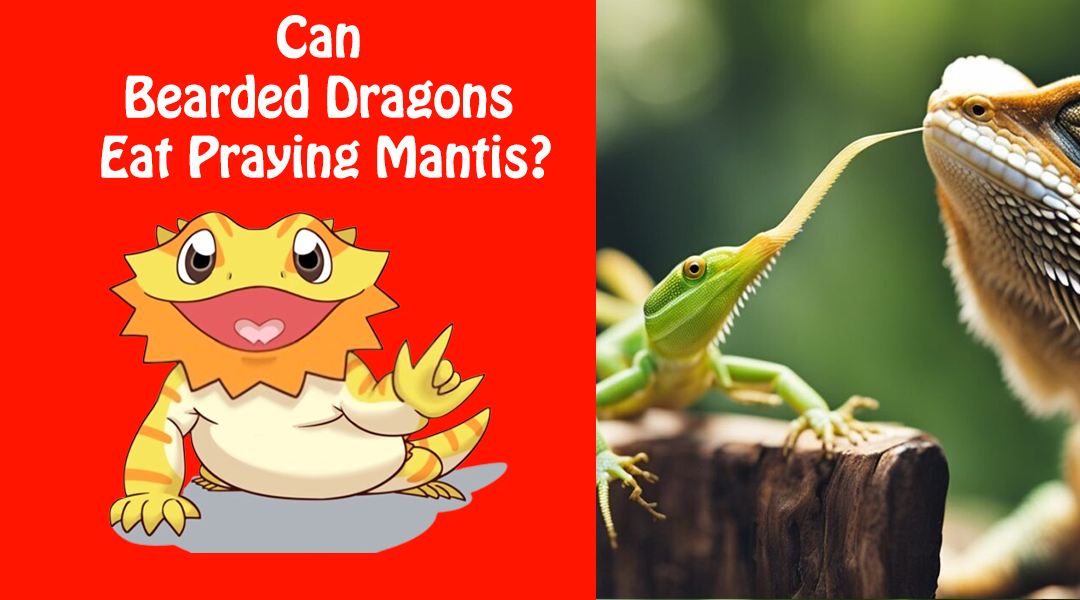 Can Bearded Dragons Eat Praying Mantis?