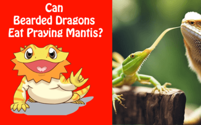 Can Bearded Dragons Eat Praying Mantis?