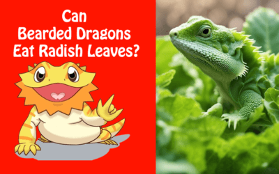 Can Bearded Dragons Eat Radish Leaves?