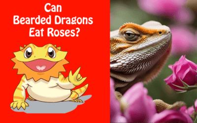 Can Bearded Dragons Eat Roses?