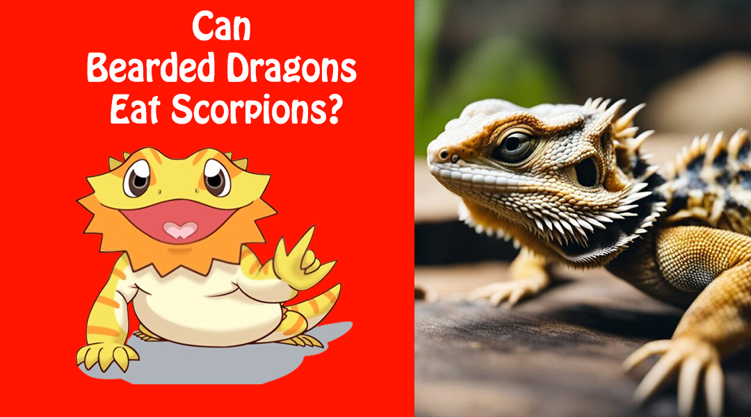 Can Bearded Dragons Eat Scorpions
