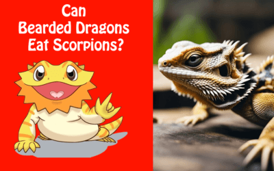 Can Bearded Dragons Eat Scorpions?