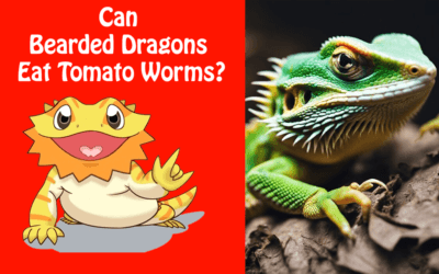 Can Bearded Dragons Eat Tomato Worms?