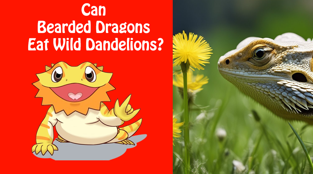 Can Bearded Dragons Eat Wild Dandelions