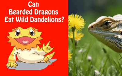 Can Bearded Dragons Eat Wild Dandelions?