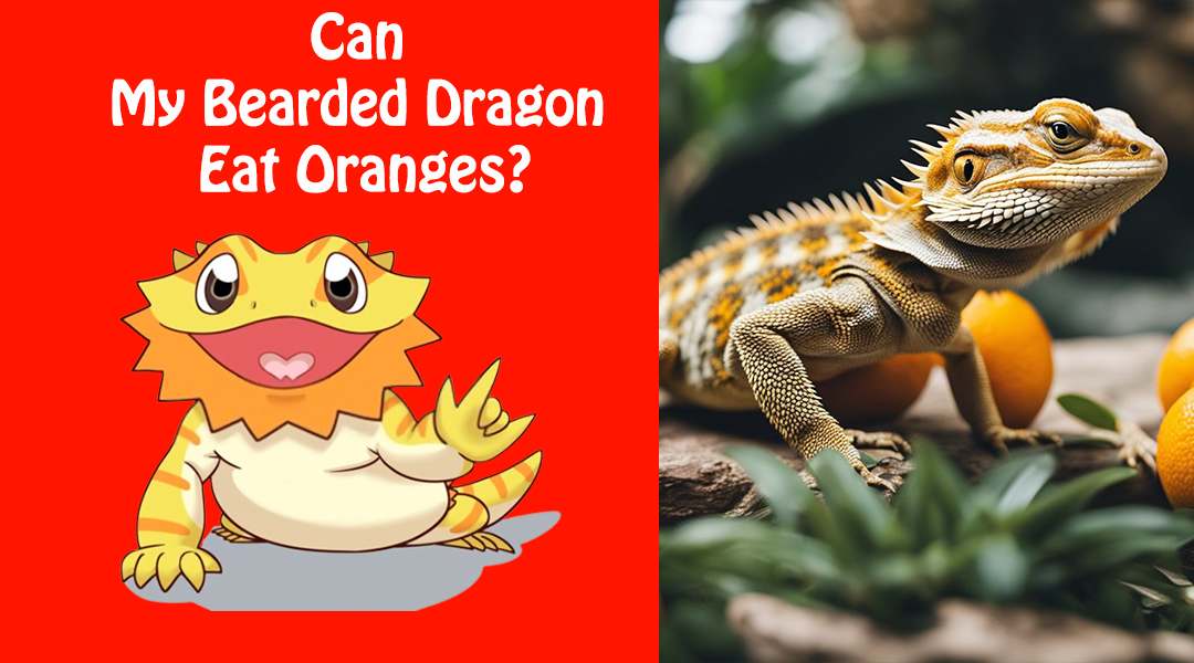 Can My Bearded Dragon Eat Oranges