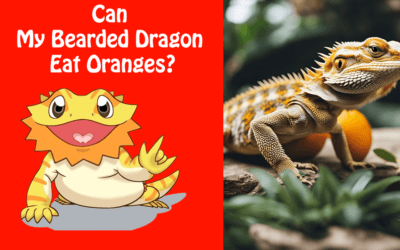 Can My Bearded Dragon Eat Orange?