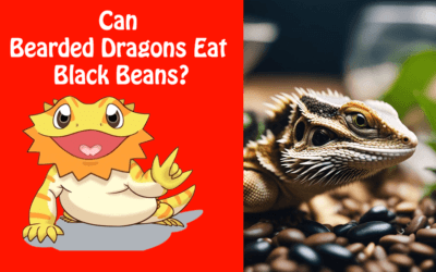 Can Bearded Dragons Eat Black Beans?