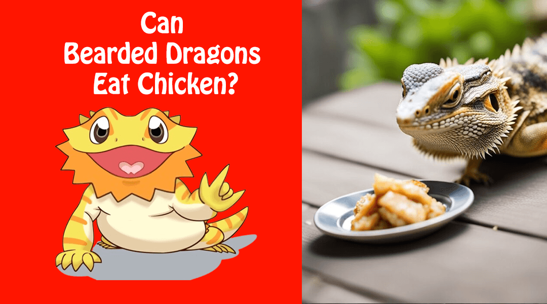 Can Bearded Dragons Eat Chicken?