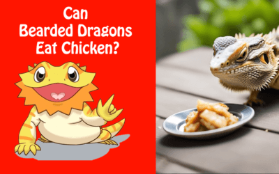 Can Bearded Dragons Eat Chicken?