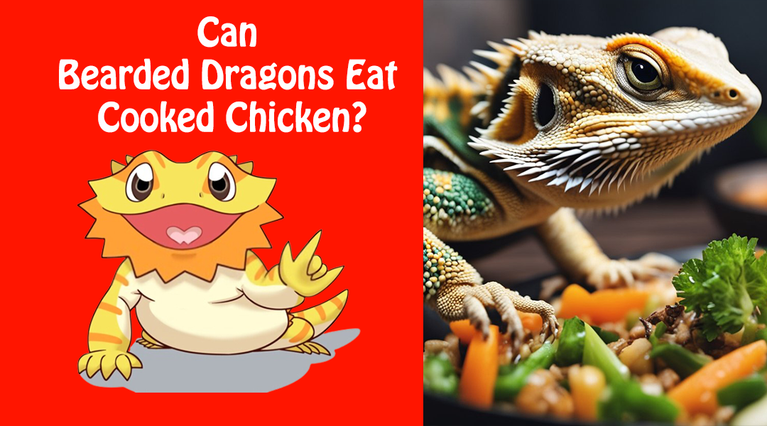 Can Bearded Dragons Eat Cooked Chicken?