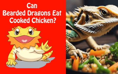 Can Bearded Dragons Eat Cooked Chicken?