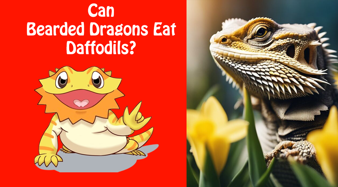 Can Bearded Dragons Eat Daffodils