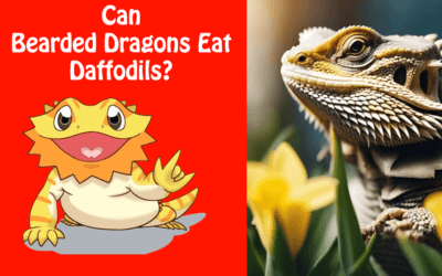 Can Bearded Dragons Eat Daffodils?