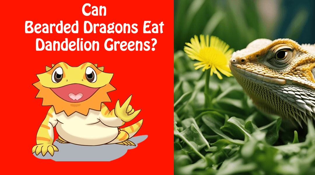 Can Bearded Dragons Eat Dandelion Greens?