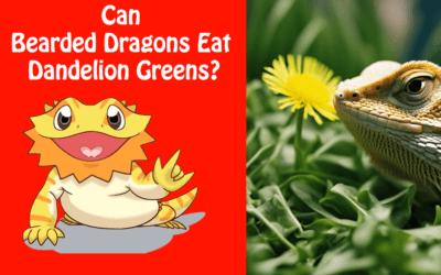 Can Bearded Dragons Eat Dandelion Greens?
