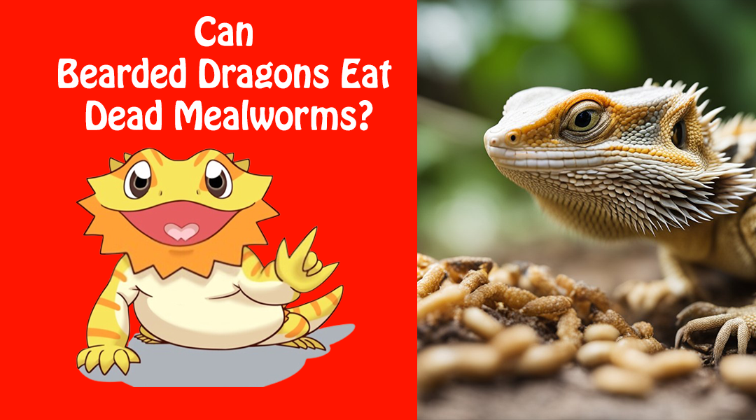 Can Bearded Dragons Eat Dead Mealworms?