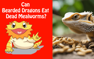 Can Bearded Dragons Eat Dead Mealworms?