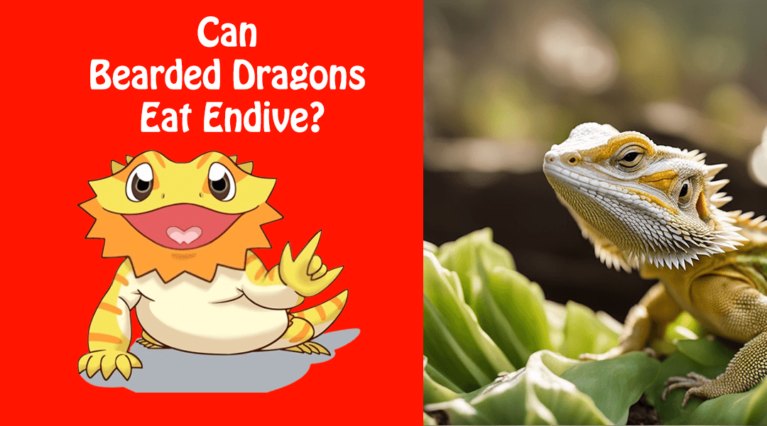 Can Bearded Dragons Eat Endive?