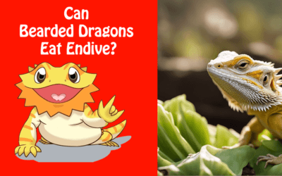 Can Bearded Dragons Eat Endive?