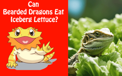 Can Bearded Dragons Eat Iceberg Lettuce?