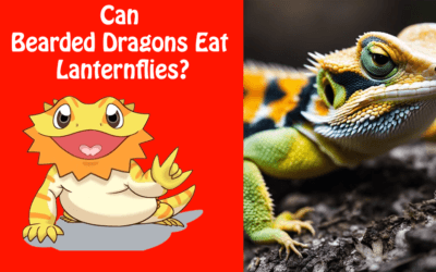 Can Bearded Dragons Eat Lanternflies?