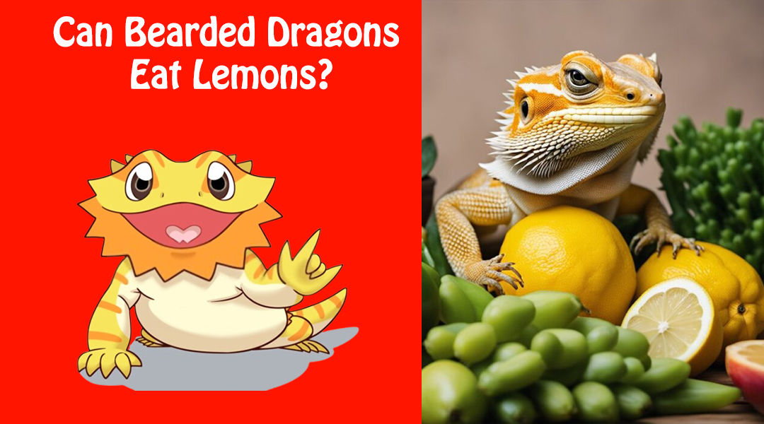 Can Bearded Dragons Eat Lemons