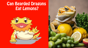 Can Bearded Dragons Eat Lemons?