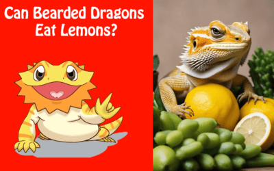 Can Bearded Dragons Eat Lemons?