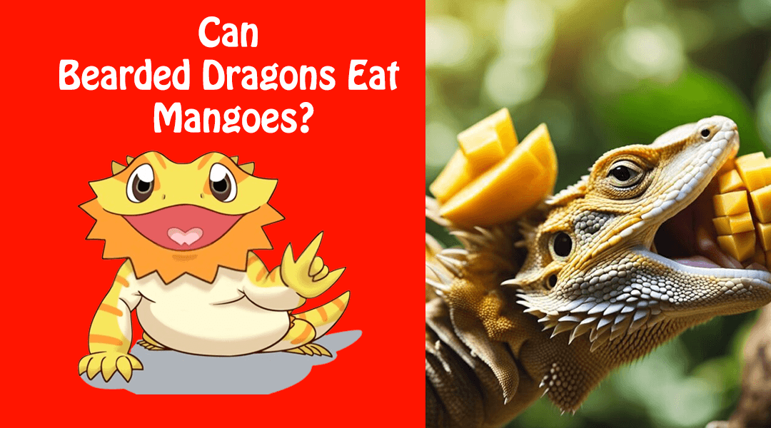 Can Bearded Dragons Eat Mangoes