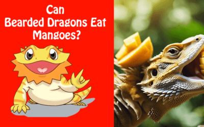 Can Bearded Dragons Eat Mangoes?