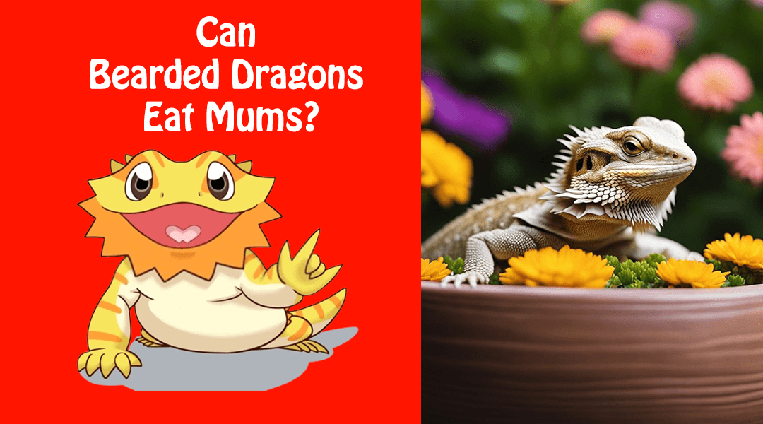 Can Bearded Dragons Eat Mums