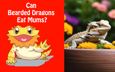 Can Bearded Dragons Eat Mums?