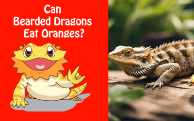 Can Bearded Dragons Eat Oranges?
