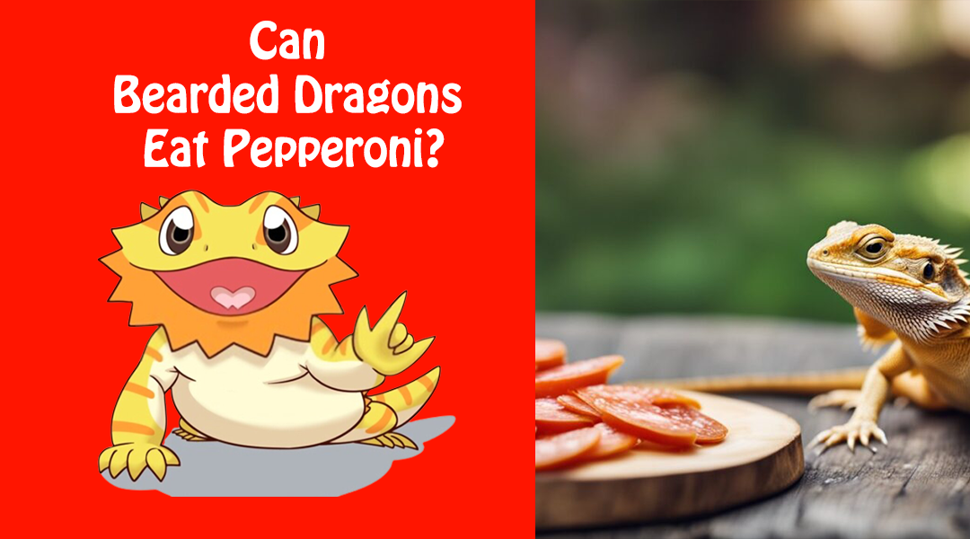 Can Bearded Dragons Eat Pepperoni