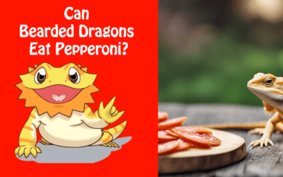 Can Bearded Dragons Eat Pepperoni?