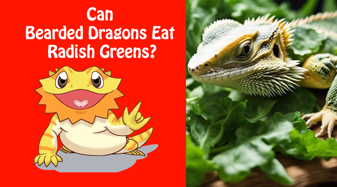 Can Bearded Dragons Eat Radish Greens