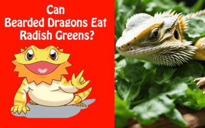 Can Bearded Dragons Eat Radish Greens?