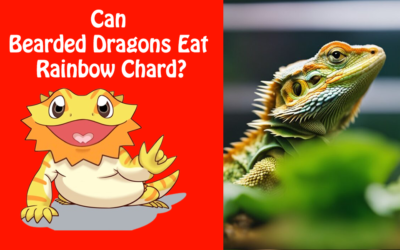 Can Bearded Dragons Eat Rainbow Chard?