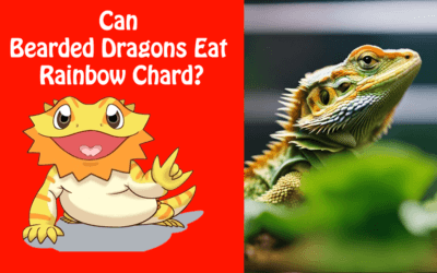 Can Bearded Dragons Eat Rainbow Chard?