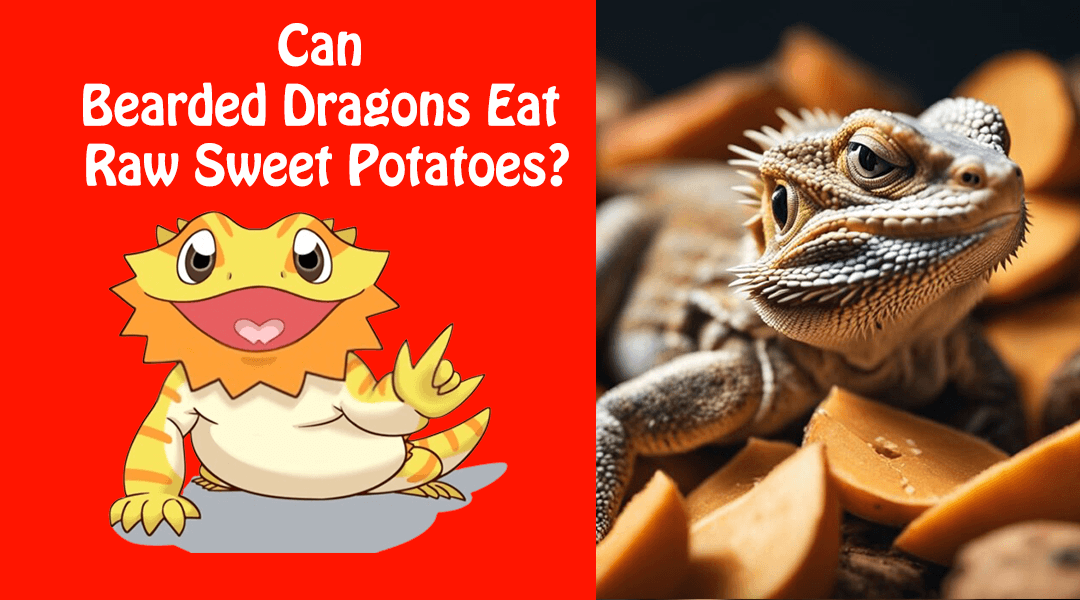 Can Bearded Dragons Eat Raw Sweet Potatoes?