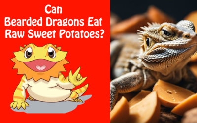 Can Bearded Dragons Eat Raw Sweet Potatoes?