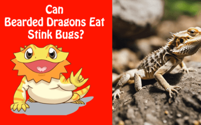Can Bearded Dragons Eat Stink Bugs?