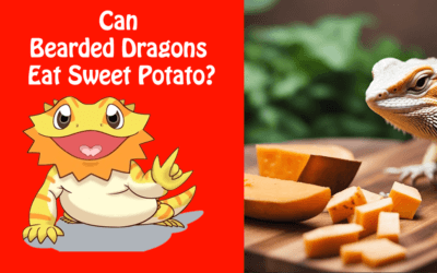 Can Bearded Dragons Eat Sweet Potato?