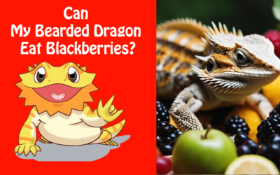 Can My Bearded Dragon Eat Blackberries?