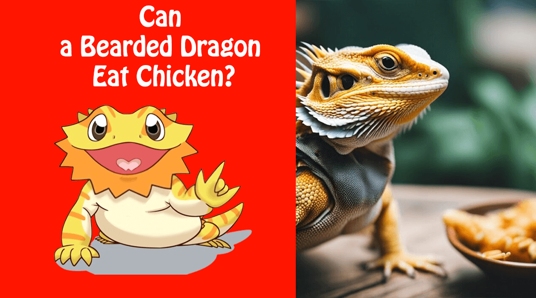 Can a Bearded Dragon Eat Chicken?