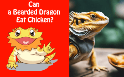 Can a Bearded Dragon Eat Chicken?