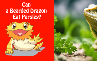 Can a Bearded Dragon Eat Parsley?