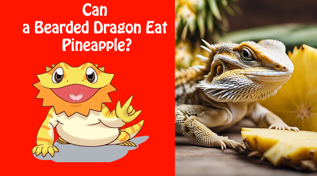 Can a Bearded Dragon Eat Pineapple