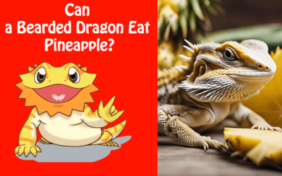 Can a Bearded Dragon Eat Pineapple?
